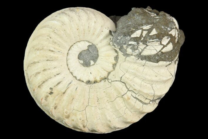 Ammonite (Pleuroceras) Fossil - Germany #125380
